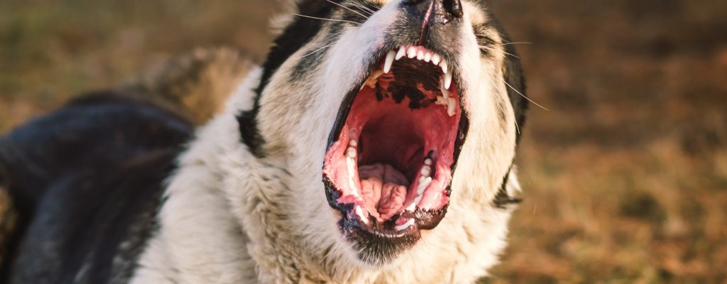 Dog Bites in Connecticut